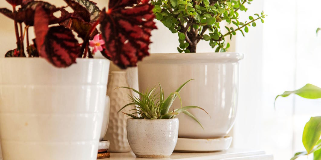 incorporating indoor plants into your home decor