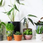 Potential Advantages Of Using Indoor Plants In Home Design