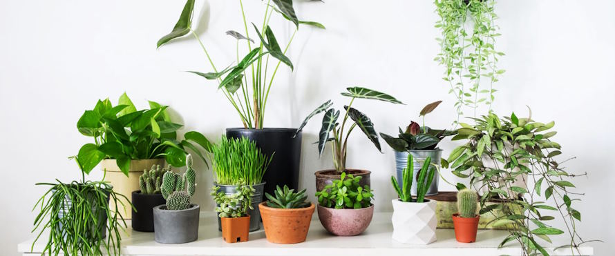 Potential Advantages Of Using Indoor Plants In Home Design